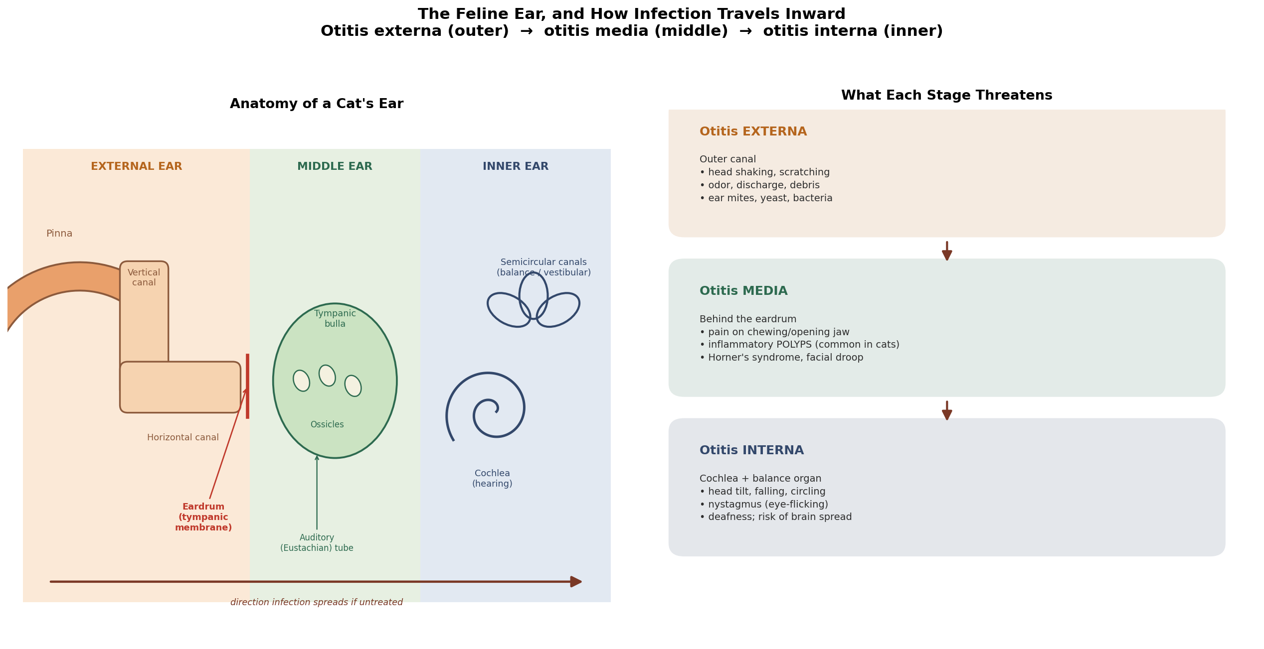 The feline ear, and how infection travels inward: externa → media → interna